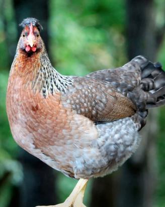 Galline