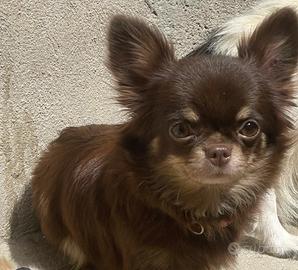 Chihuahua