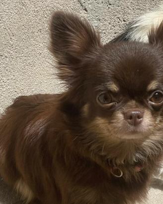 Chihuahua