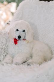 Barbone grande mole gigante bianco