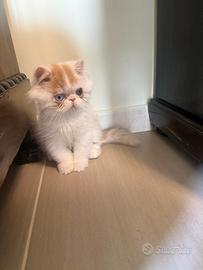 Gatto persiano