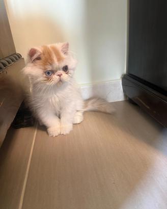 Gatto persiano