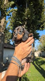 Cuccioli di bassotto nano e kaninchen