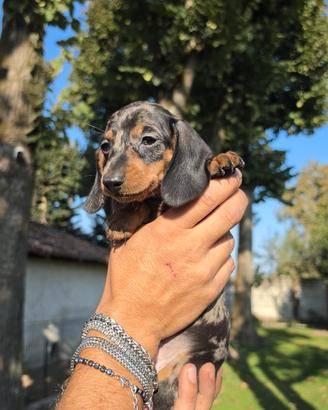 Cuccioli di bassotto nano e kaninchen