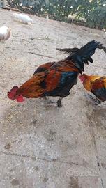 Galli