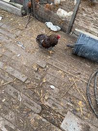 Gallo araucana