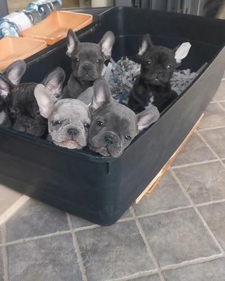 Cuccioli di bulldog francese