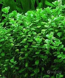 50 steli bacopa monnieri pianta acquario facile 