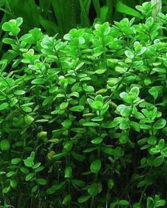50 steli bacopa monnieri pianta acquario facile 