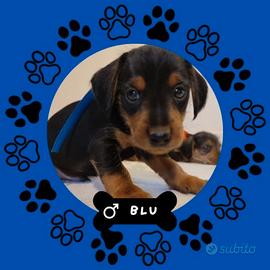 Cuccioli Dorki - Ultimo maschietto disponibile