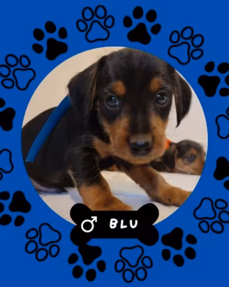 Cuccioli Dorki - Ultimo maschietto disponibile