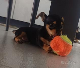 Chihuhua