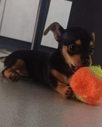 Chihuhua