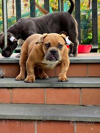 Cucciolo exotic bully micro