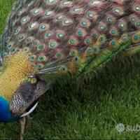 Pavone blu "occhi bianchi"