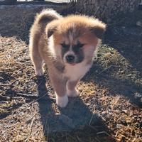 Akita Inu , con genitori con pedigree