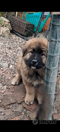 Pastore del caucaso cuccioli