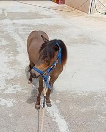 Pony femmine