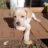 Cucciolo in adozione