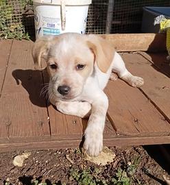 Cucciolo in adozione