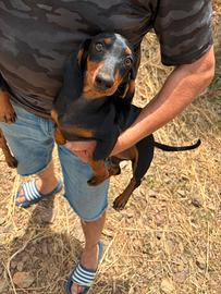 Cuccioli bassotto tedesco