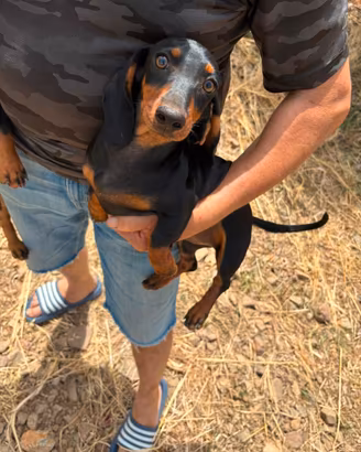 Cuccioli bassotto tedesco