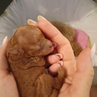 Barboncino Toy fulvo