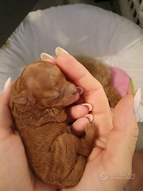 Barboncino Toy fulvo