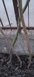Pianta SALICE PIANGENTE a radice nuda