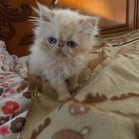 Cuccioli gatto exotic