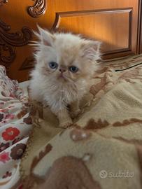 Cuccioli gatto exotic