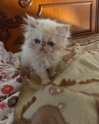 Cuccioli gatto exotic