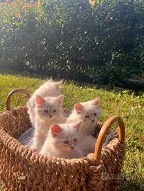 Gattini Siberiani anallergici con pedigree