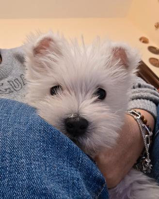 Cuccioli west highland terrier