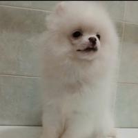 Spitz Pomerania cucciolo