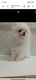 Spitz Pomerania cucciolo