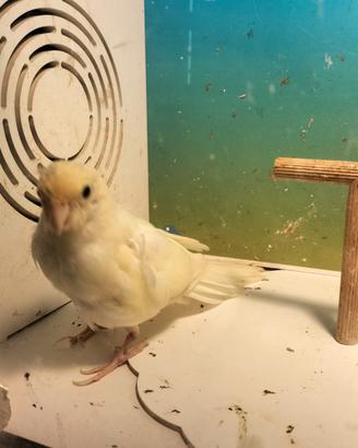 Kakariki crema