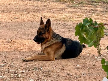 Pastore tedesco 3 anni