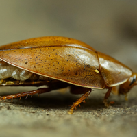 Thorax porcellana, blatta vampiro