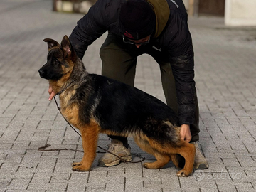Cuccioli di pastore tedesco