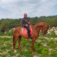 Cavallo