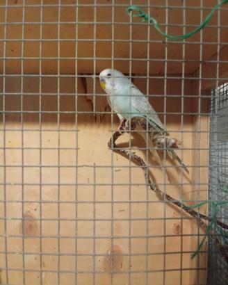 Cocorite
