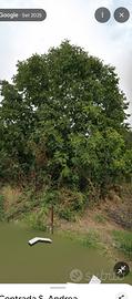 gradis albero di noci più albero di fico 