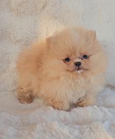 Cucciolo Pomerania con Pedigree e Test Genetici