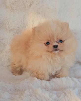 Cucciolo Pomerania con Pedigree e Test Genetici