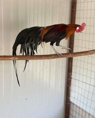 Galline ornamentali Phoenix