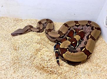 Coppia boa constrictor Suriname