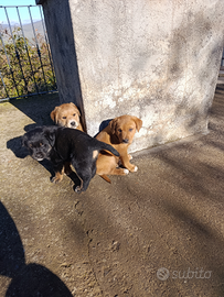 Rottweiler incrocio