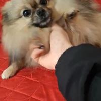 Accoppiamento spitz di pomerania