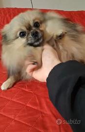 Accoppiamento spitz di pomerania